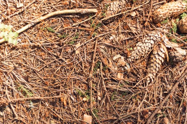 Pine Needles Removal in Poulsbo