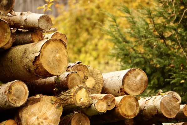 Wood Pile Removal in Poulsbo