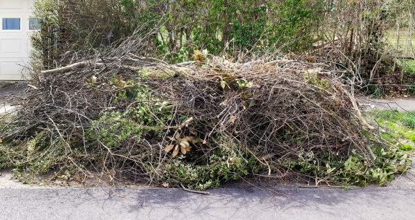 Tree Limb Cleanup in Poulsbo