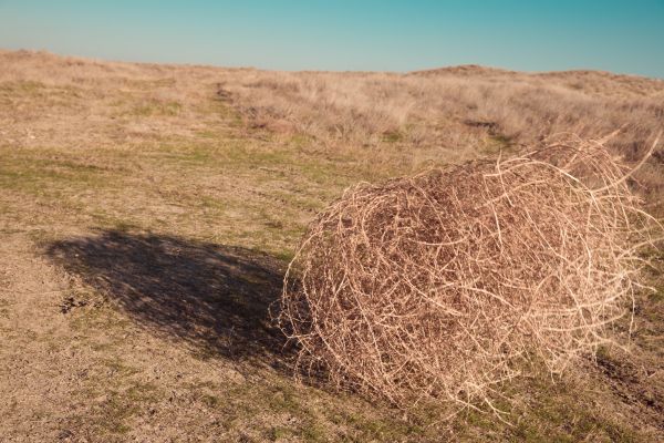 Tumbleweed Removal in Poulsbo