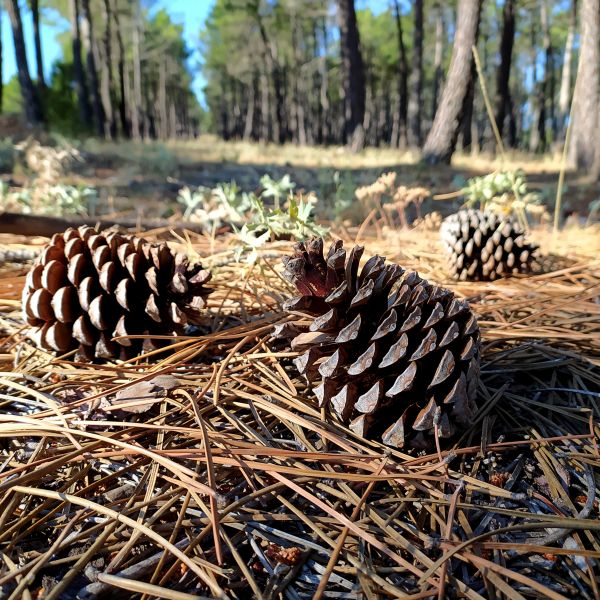 Pine Cone Removal in Poulsbo