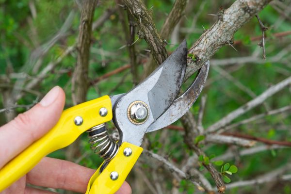 Limbs Removal in Poulsbo