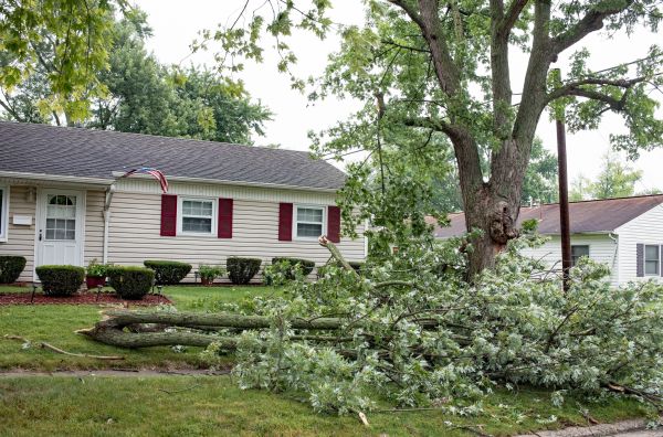 Fallen Branch Removal in Poulsbo